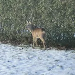 Дом отдыха Lovely Close To And Forest Наксков