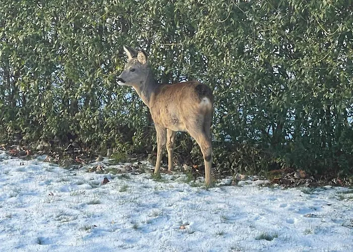 Lovely Close To And Forest 度假居 *